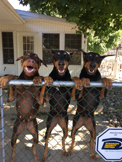 PHOTOS PROVIDED Roxann and Wayne Miller, of West Milton, own five Dobermans as pets.